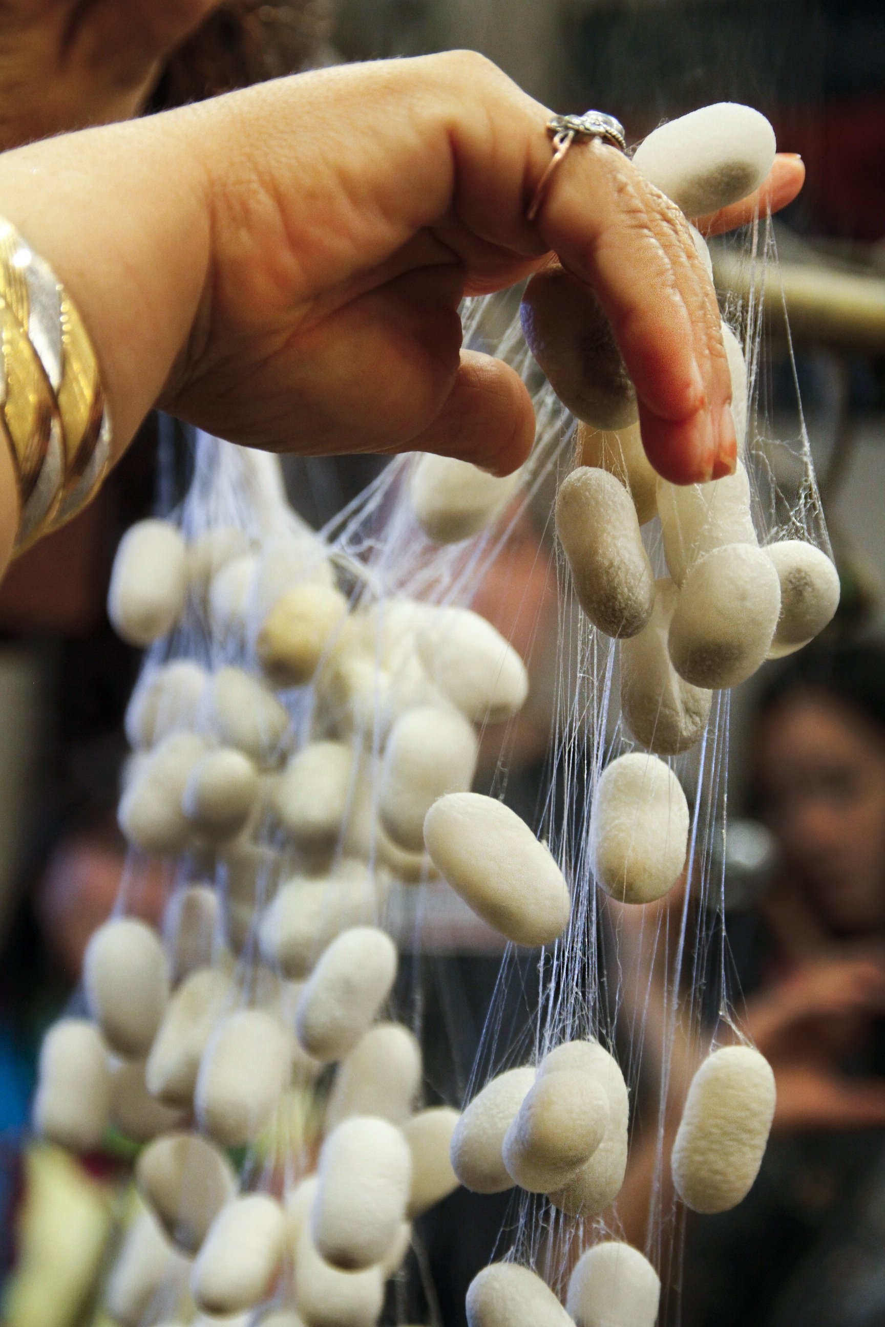 Silkworm